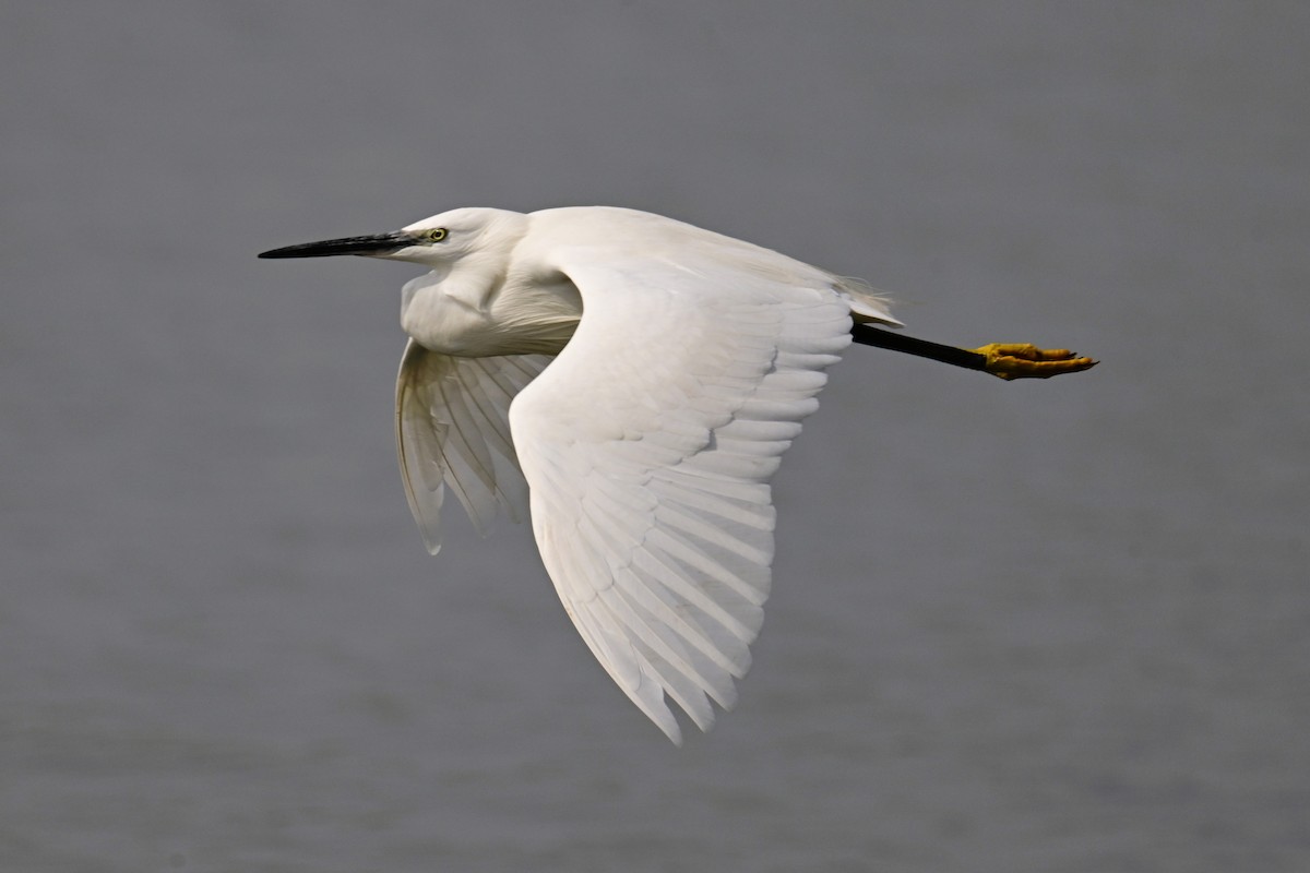 Little Egret - Uriel Levy