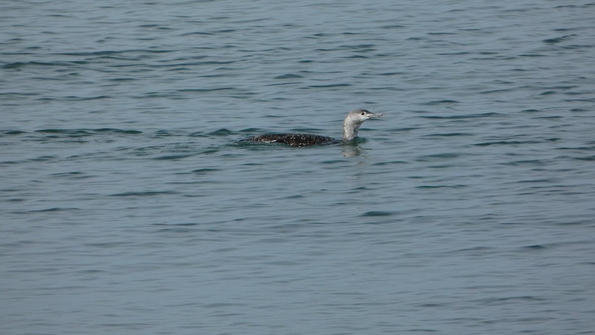 Red-throated Loon - ML498943841