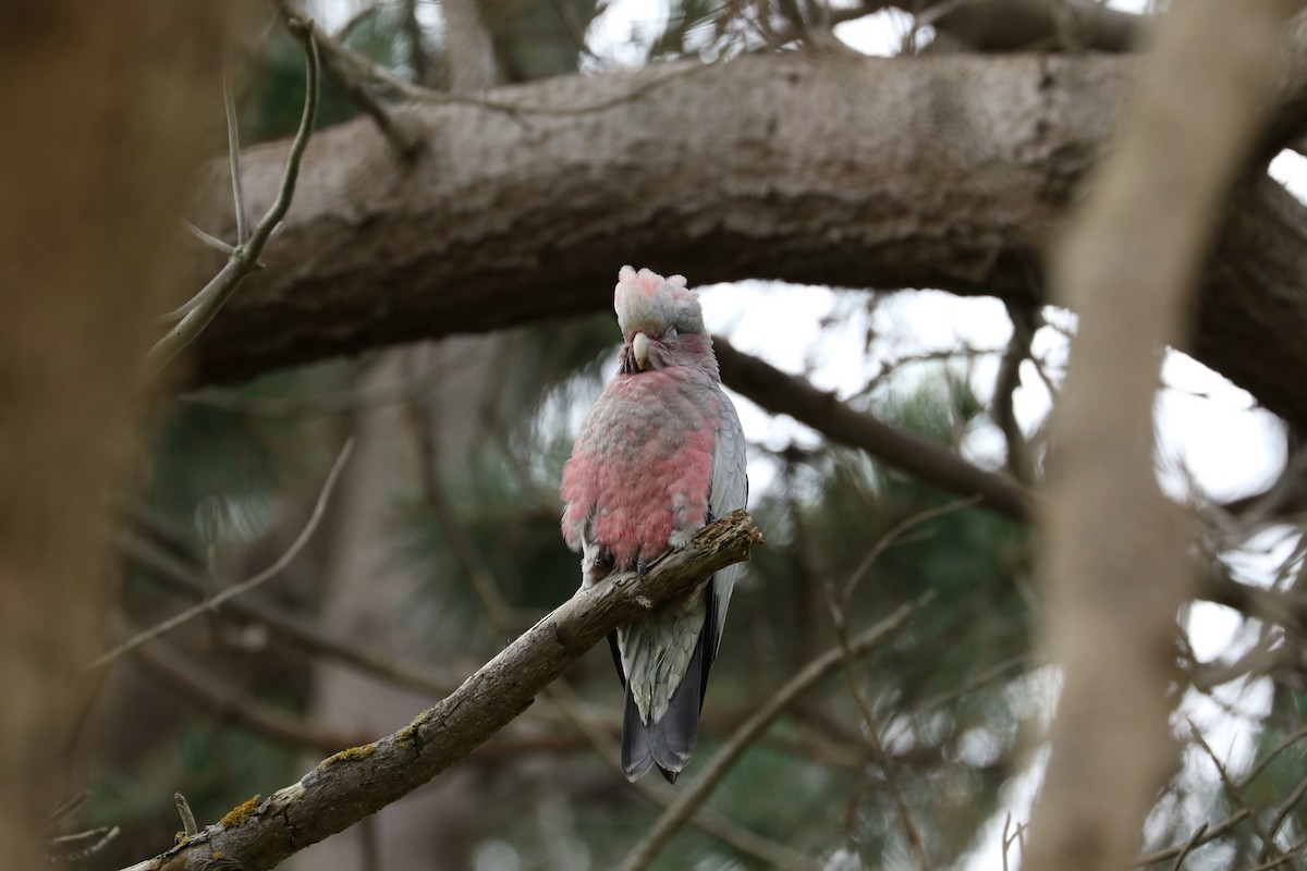 Galah - ML498944291