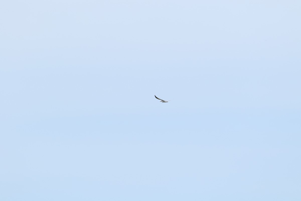 裏海燕鷗 - ML498944341