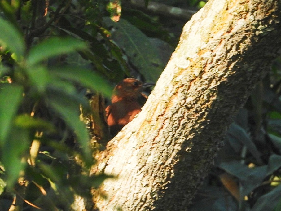 Rufous Woodpecker - Chaiti Banerjee