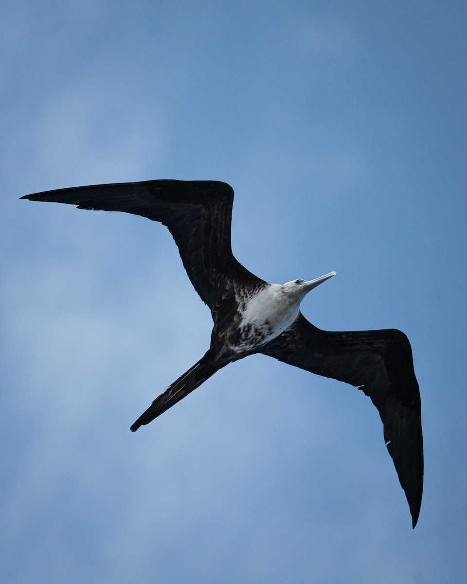 Magnificent Frigatebird - ML498946071