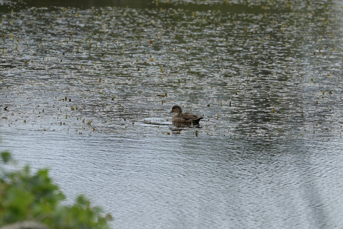 Gray Teal - ML498946431