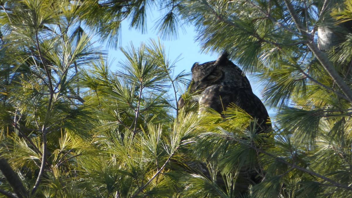 Great Horned Owl - ML498946521