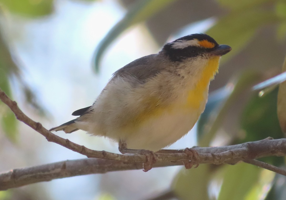 Streifenpanthervogel - ML498948091