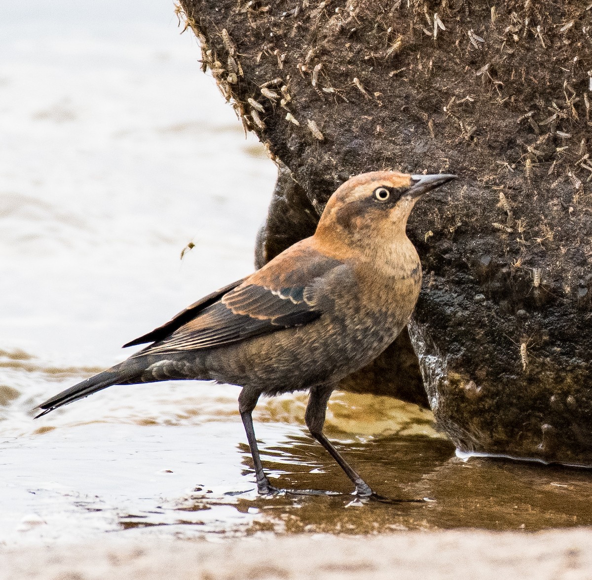 Rusty Blackbird - ML498949111