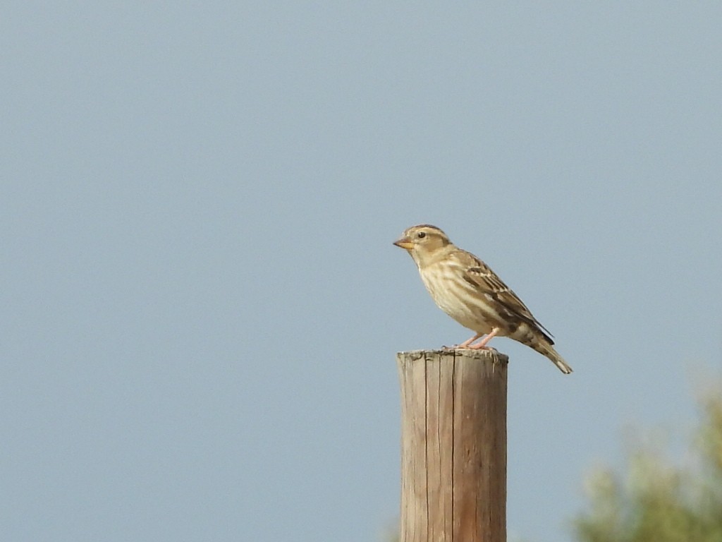 Rock Sparrow - joao magro