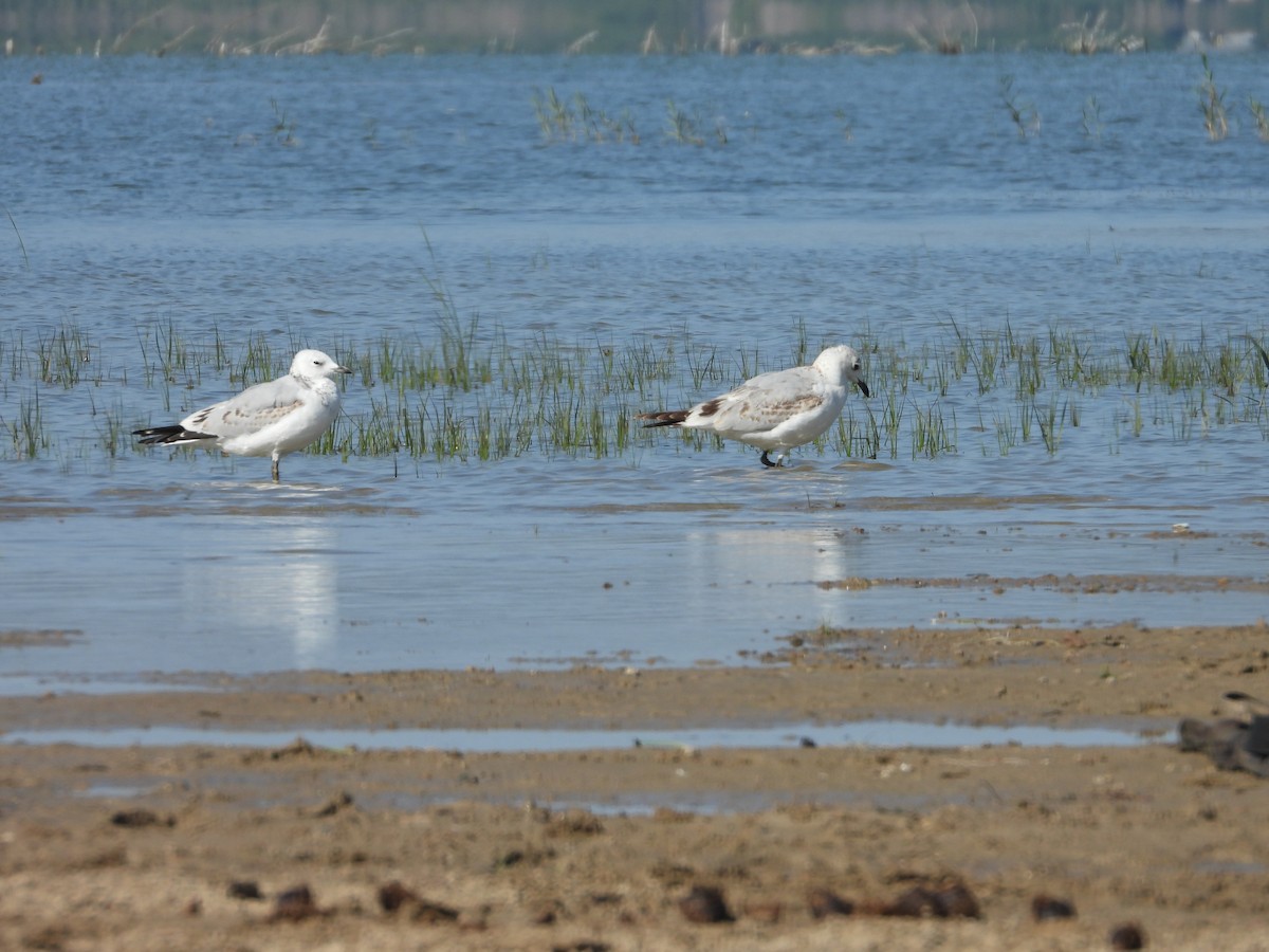 Relict Gull - ML498950381