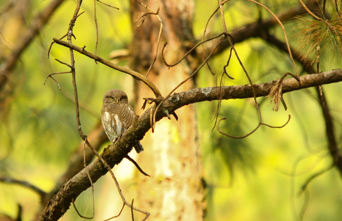 Asian Barred Owlet - ML498951021