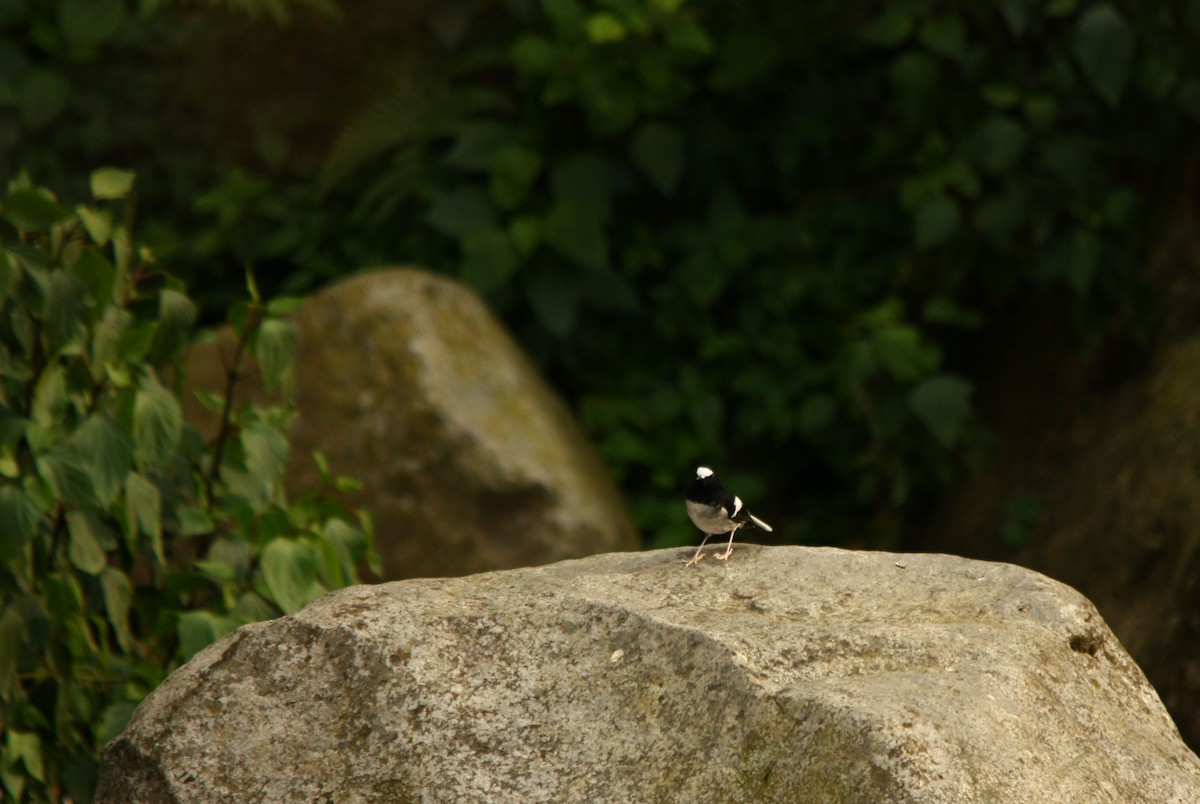 Little Forktail - ML498951061