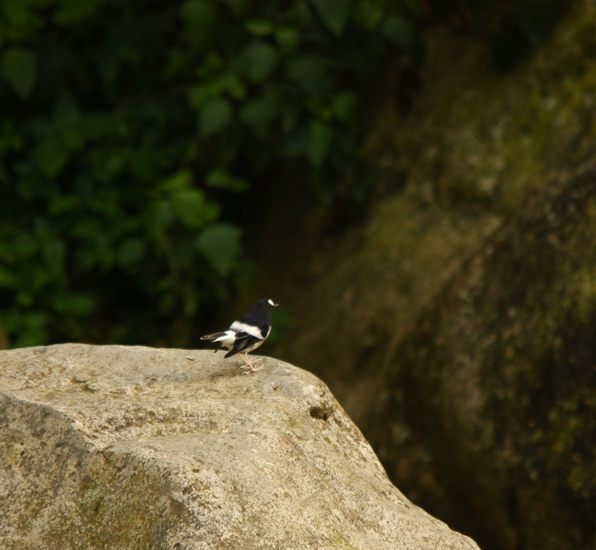 Little Forktail - ML498951071
