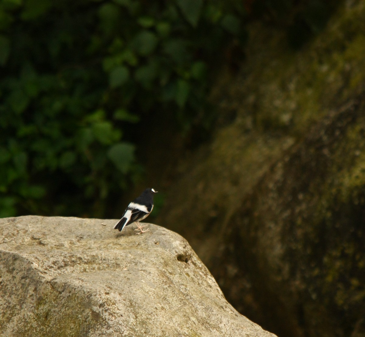 Little Forktail - ML498951081