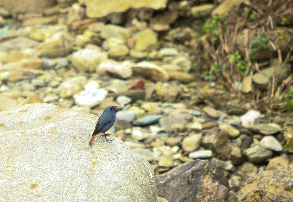 Plumbeous Redstart - ML498951161