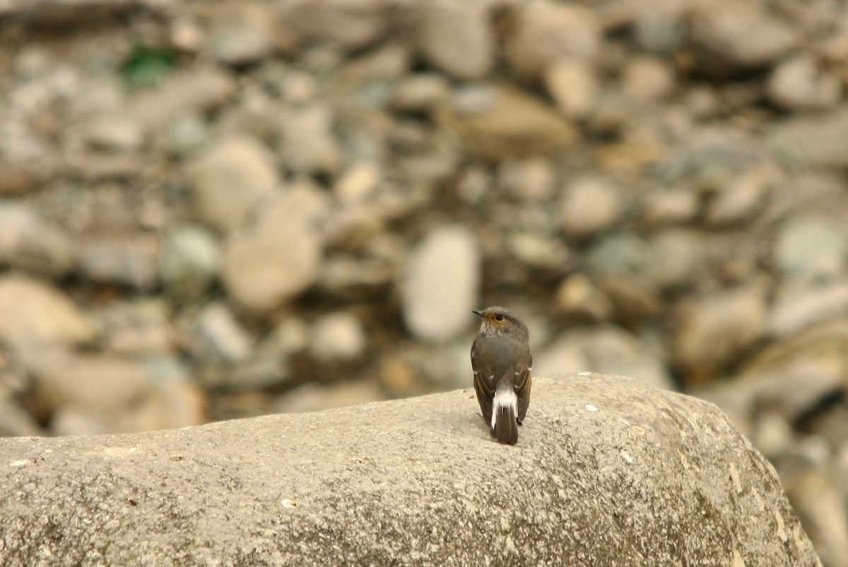 Plumbeous Redstart - ML498951171