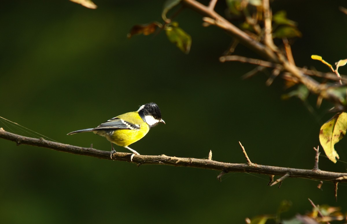 Green-backed Tit - ML498951191