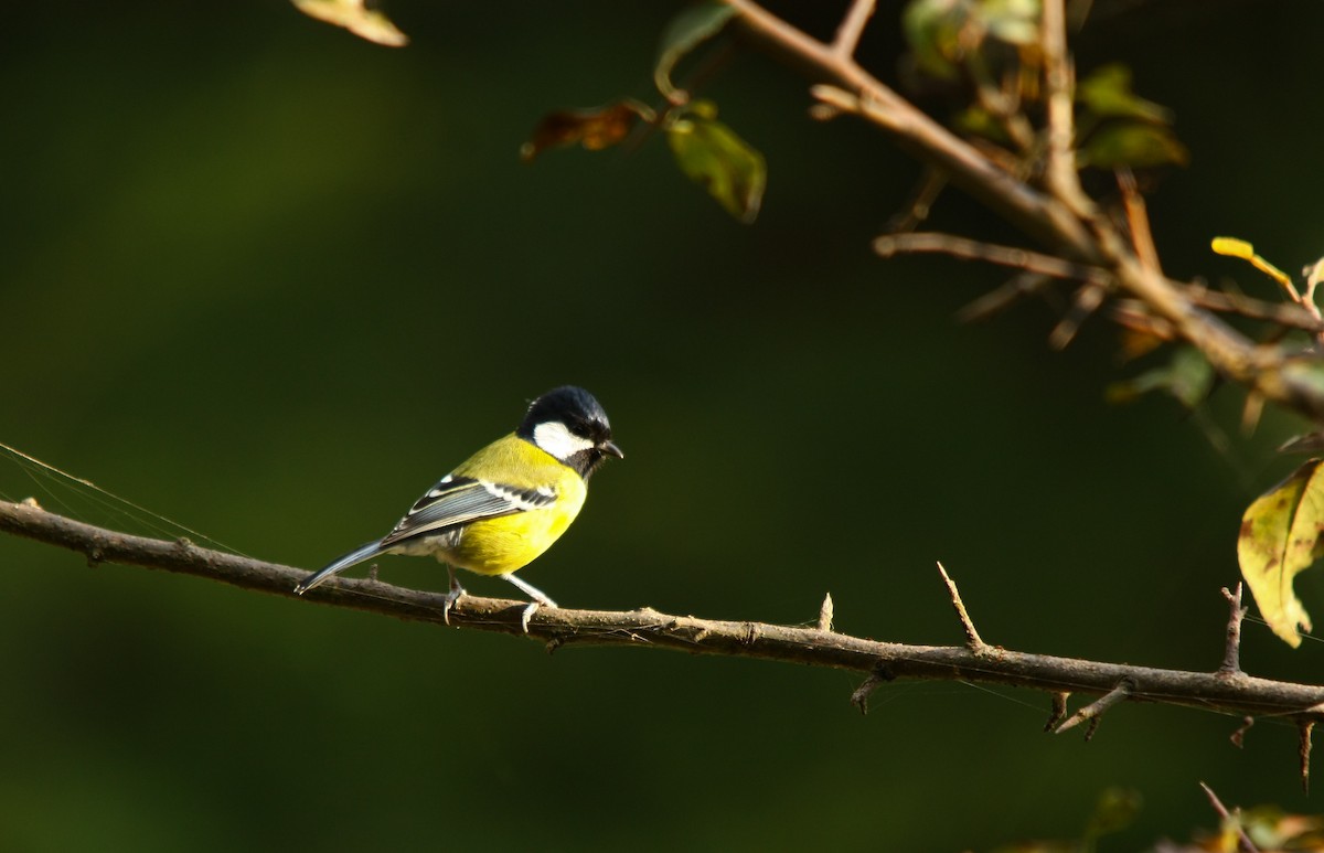 Green-backed Tit - ML498951201