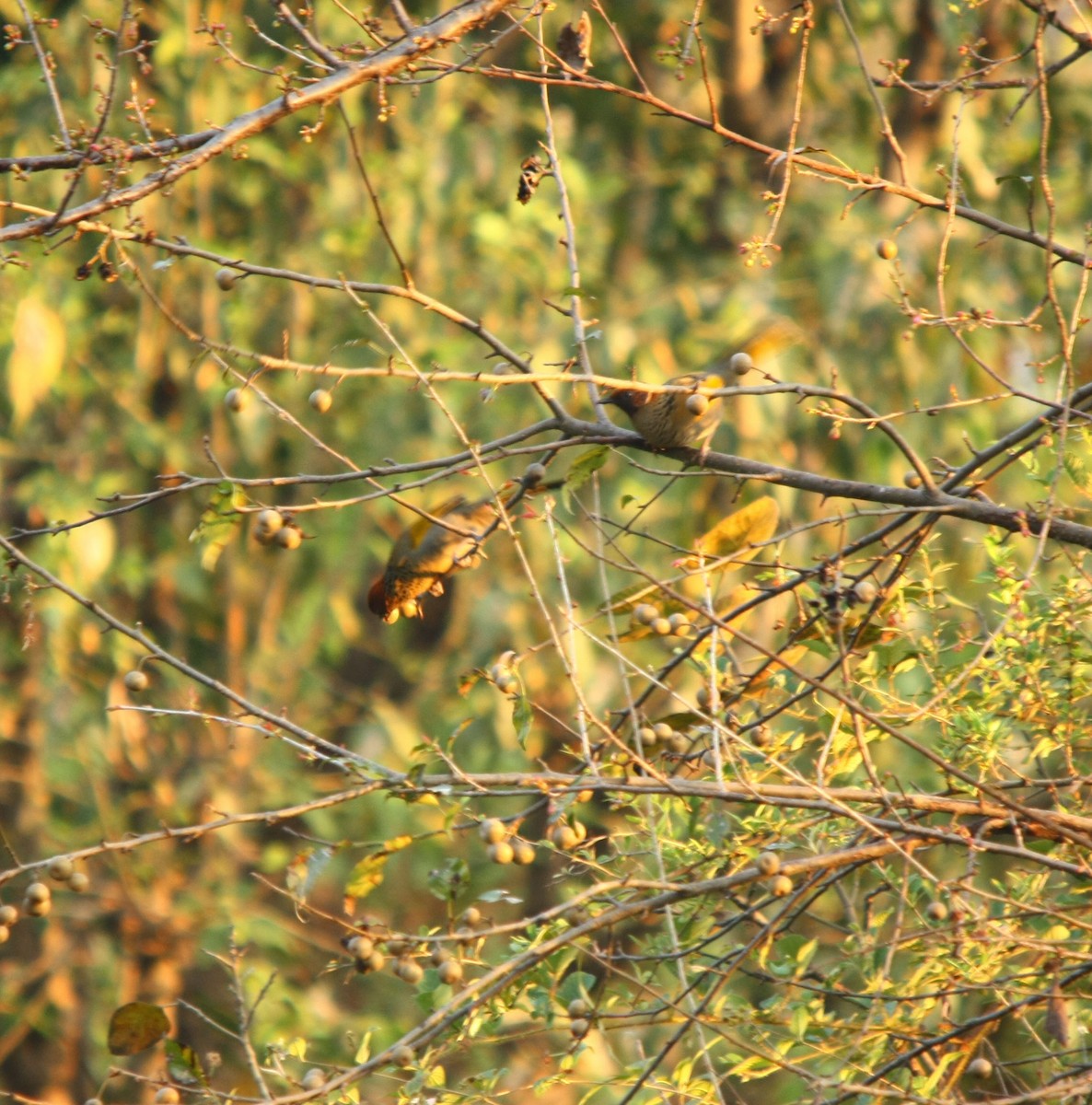 Chestnut-crowned Laughingthrush - ML498951291