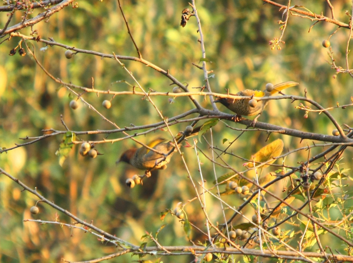Chestnut-crowned Laughingthrush - ML498951301