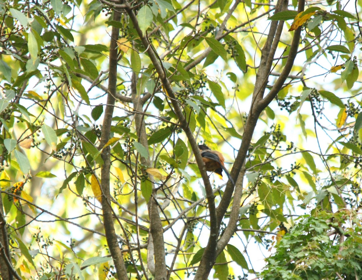 Rufous Sibia - ML498951371