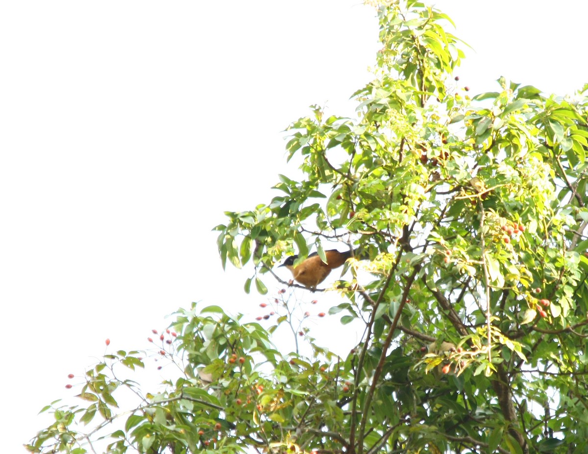 Rufous Sibia - ML498951381
