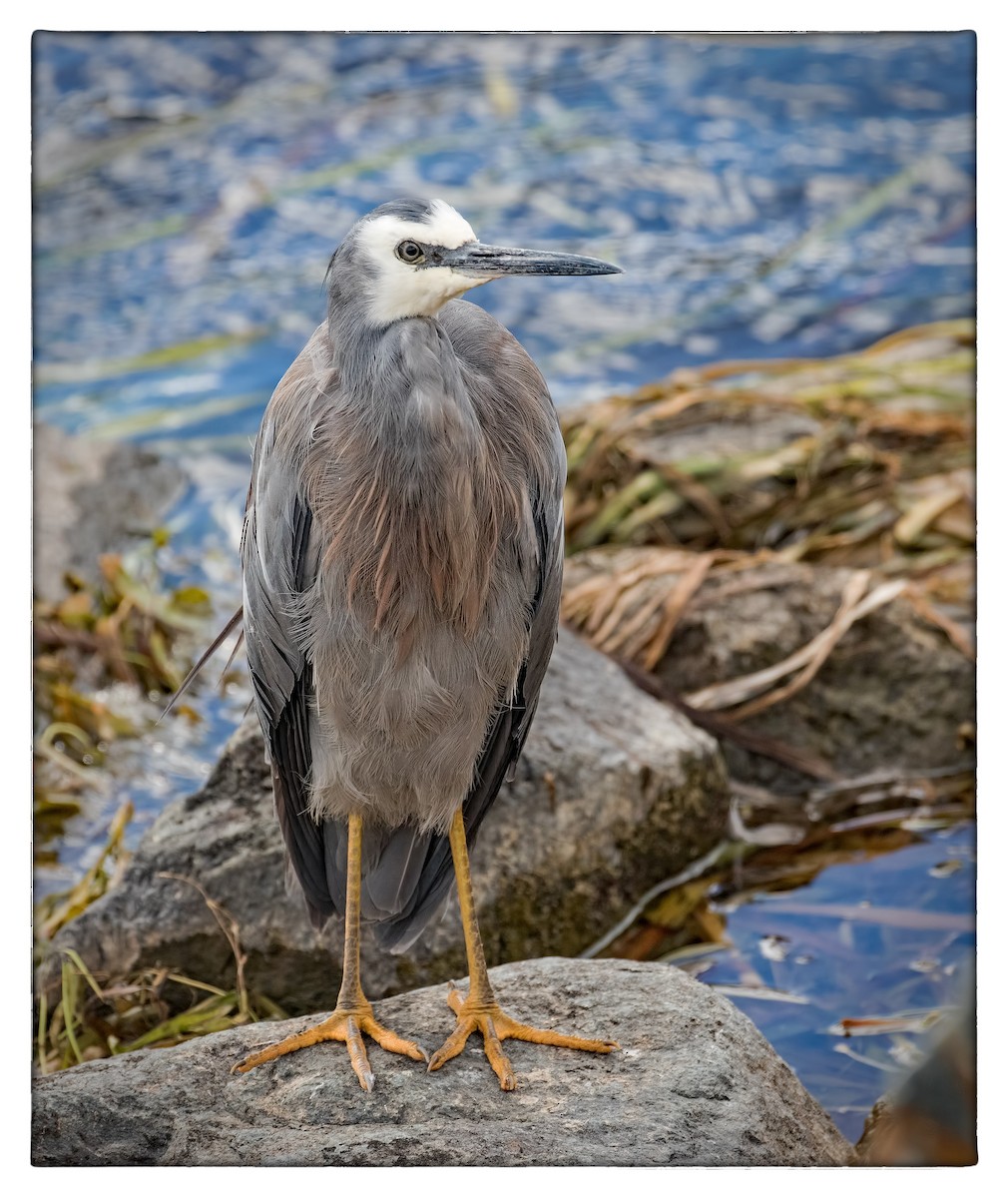 White-faced Heron - Julie Clark