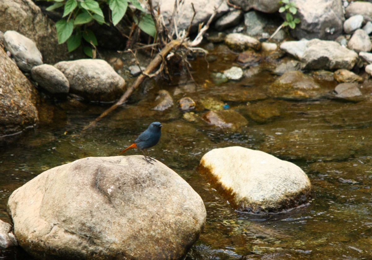 Plumbeous Redstart - ML498951411
