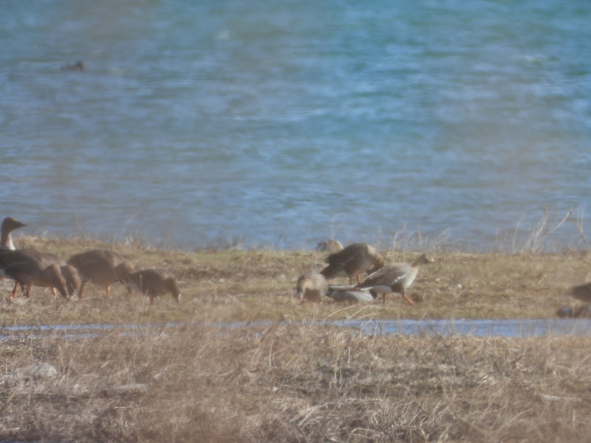 Lesser White-fronted Goose - ML498952901