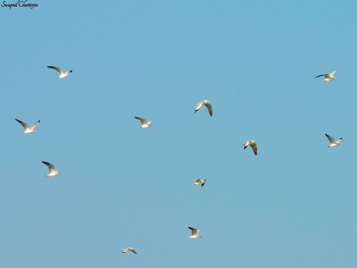 Brown-headed Gull - Swapnil Chatterjee