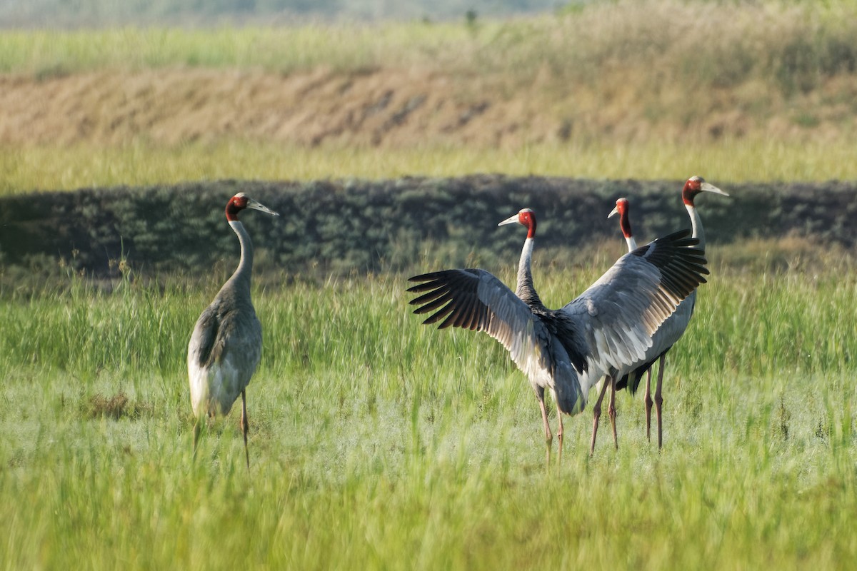 Sarus Crane - ML498953941