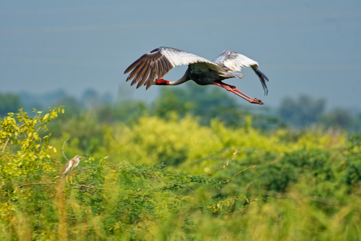 Sarus Crane - ML498953971