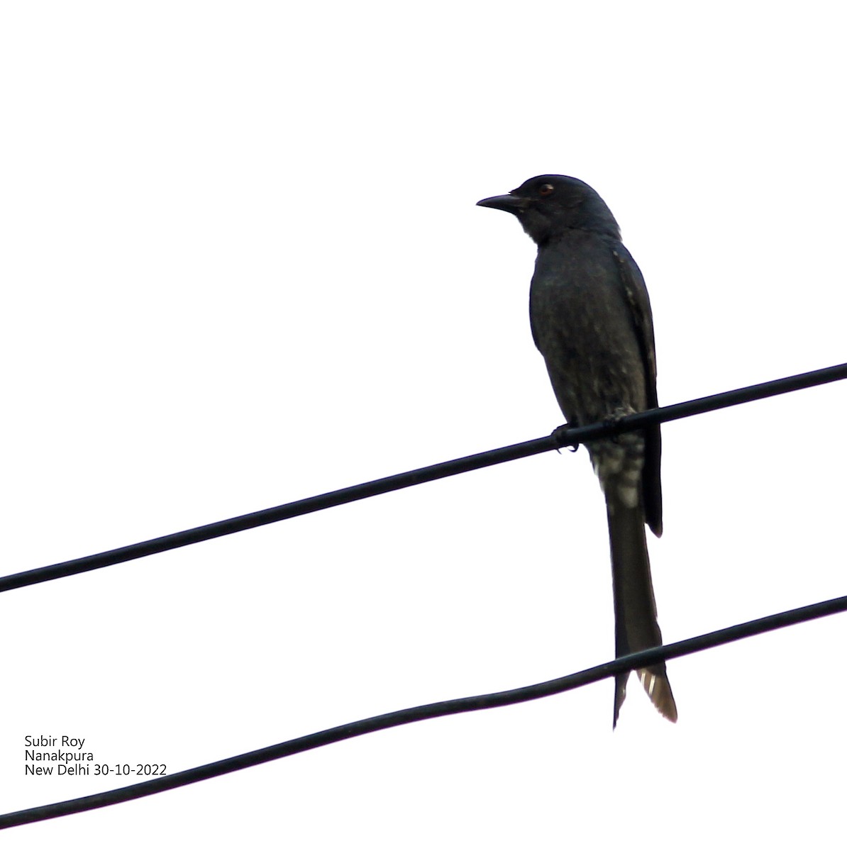 Black Drongo - ML498953991