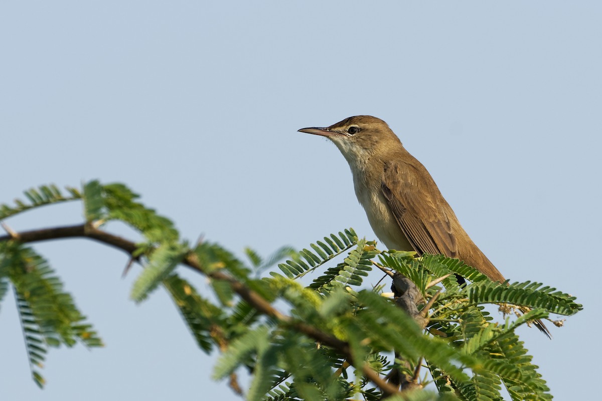 Clamorous Reed Warbler - ML498954281