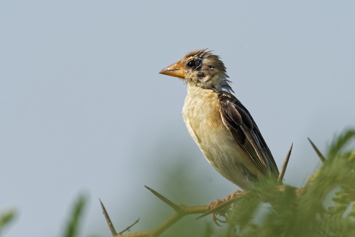 Baya Weaver - Arvindkumar Naicker