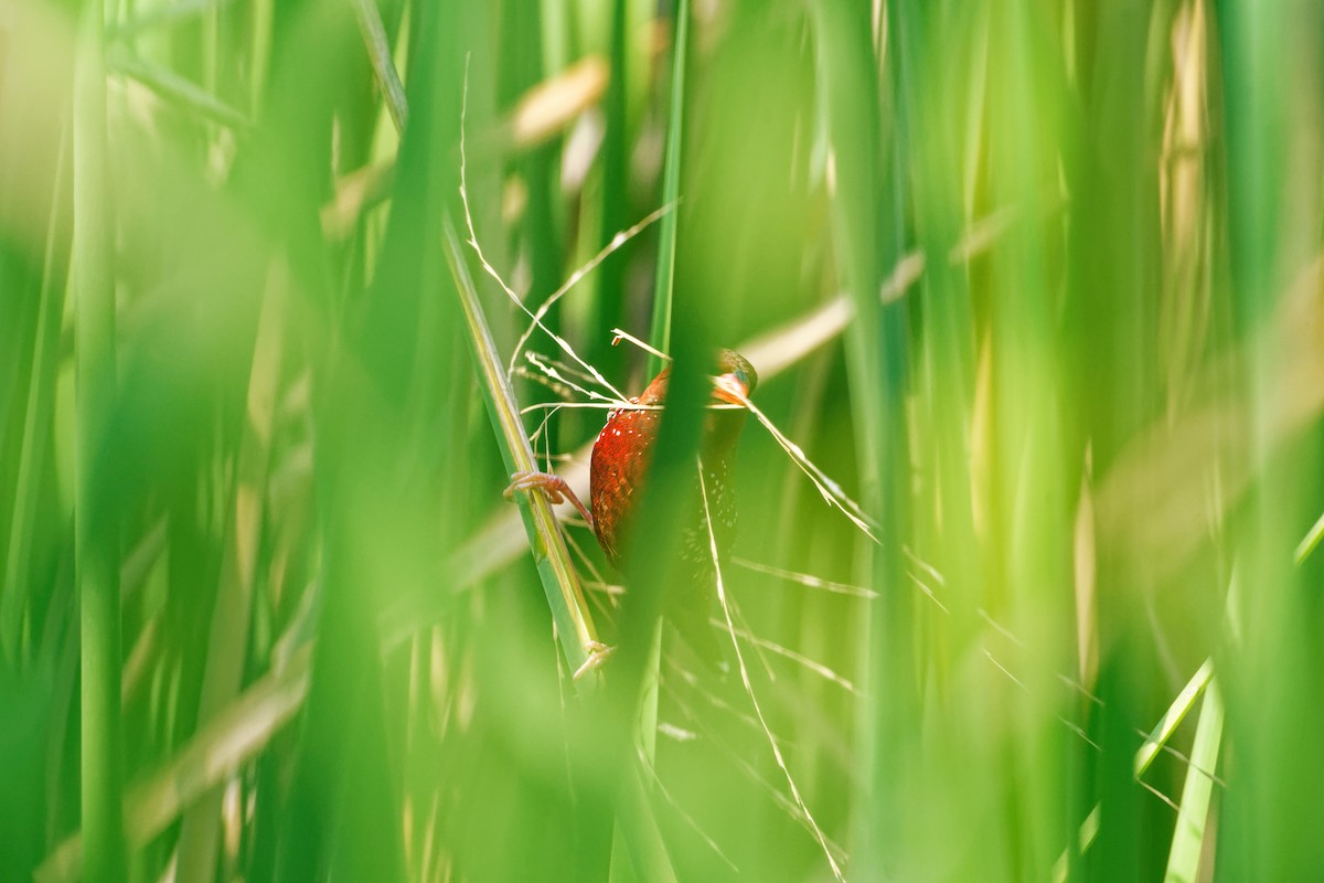 Red Avadavat - Arvindkumar Naicker