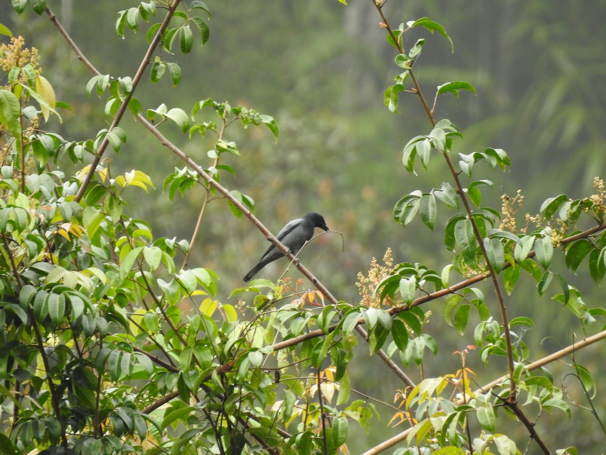 Sunda Cuckooshrike - ML498954461