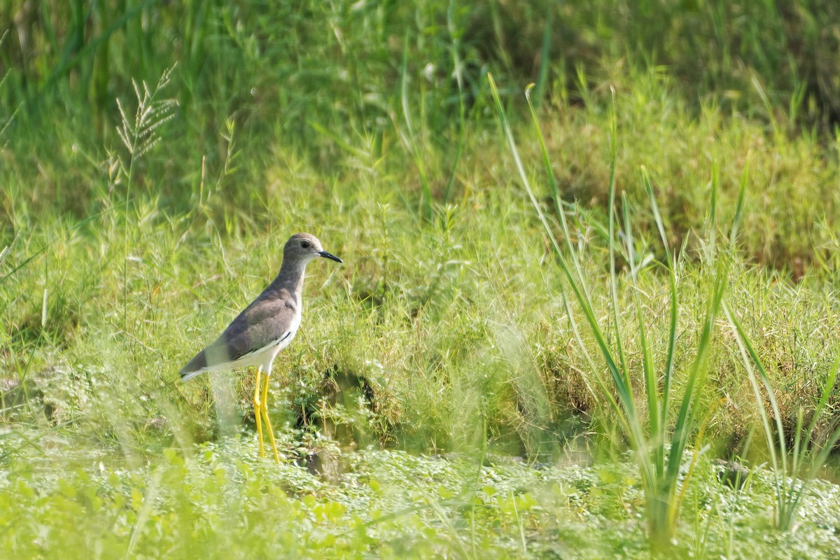 White-tailed Lapwing - Arvindkumar Naicker