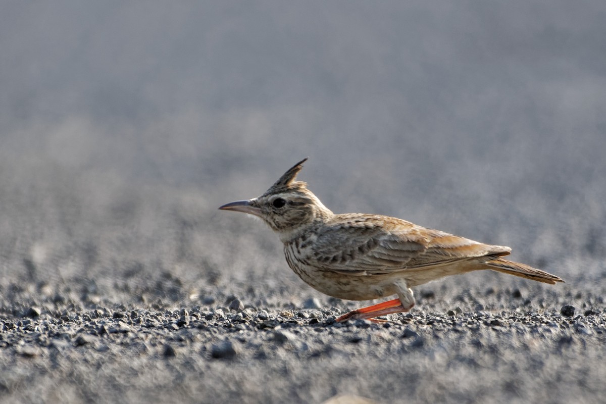 Crested Lark - Arvindkumar Naicker