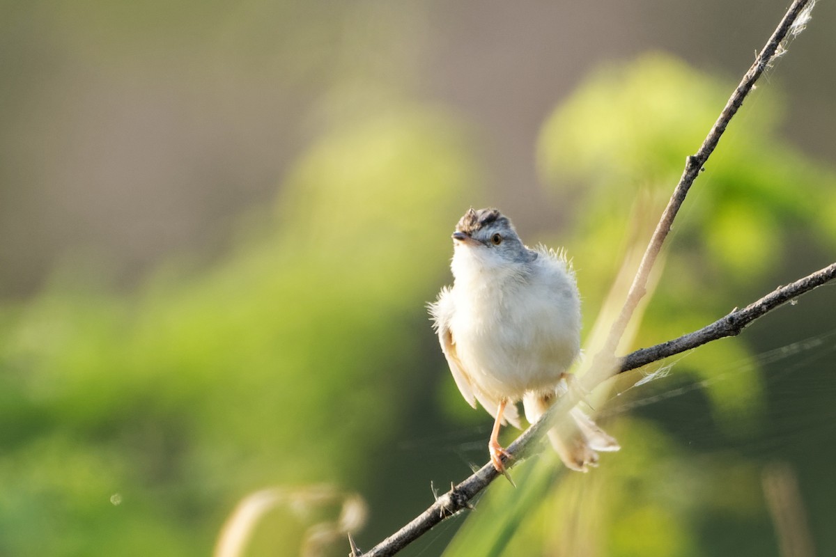 Plain Prinia - Arvindkumar Naicker