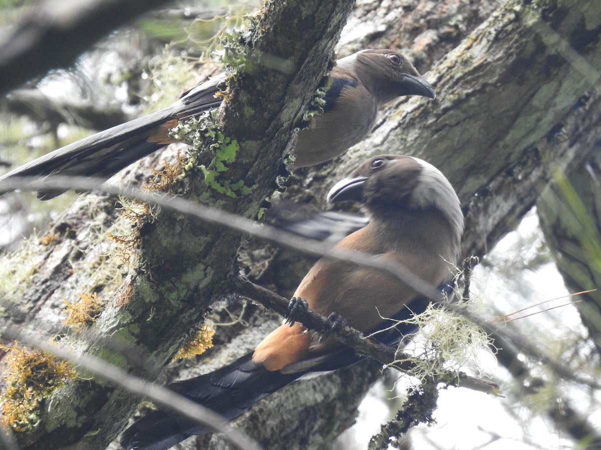 Sumatran Treepie - ML498954851