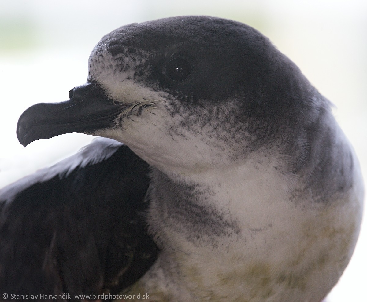 Barau's Petrel - ML498955411