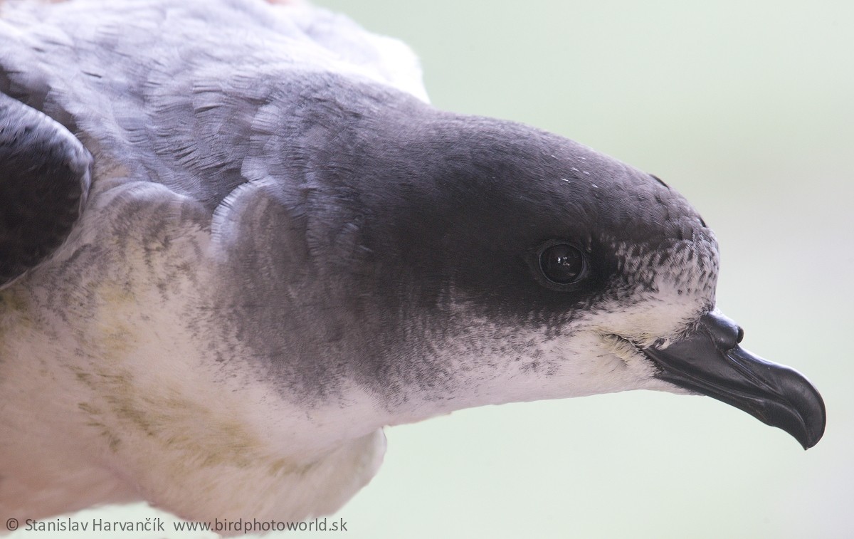 Barau's Petrel - ML498955421