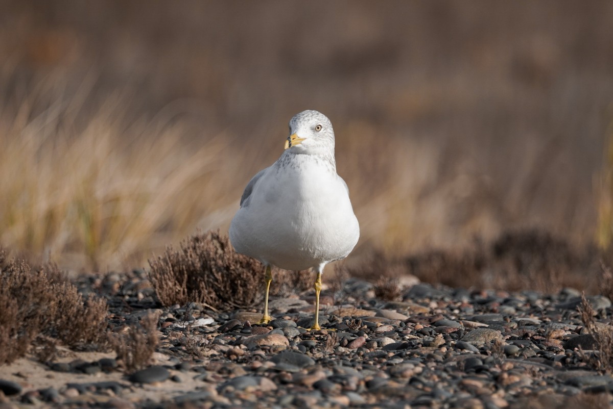 Ring-billed Gull - ML498955551