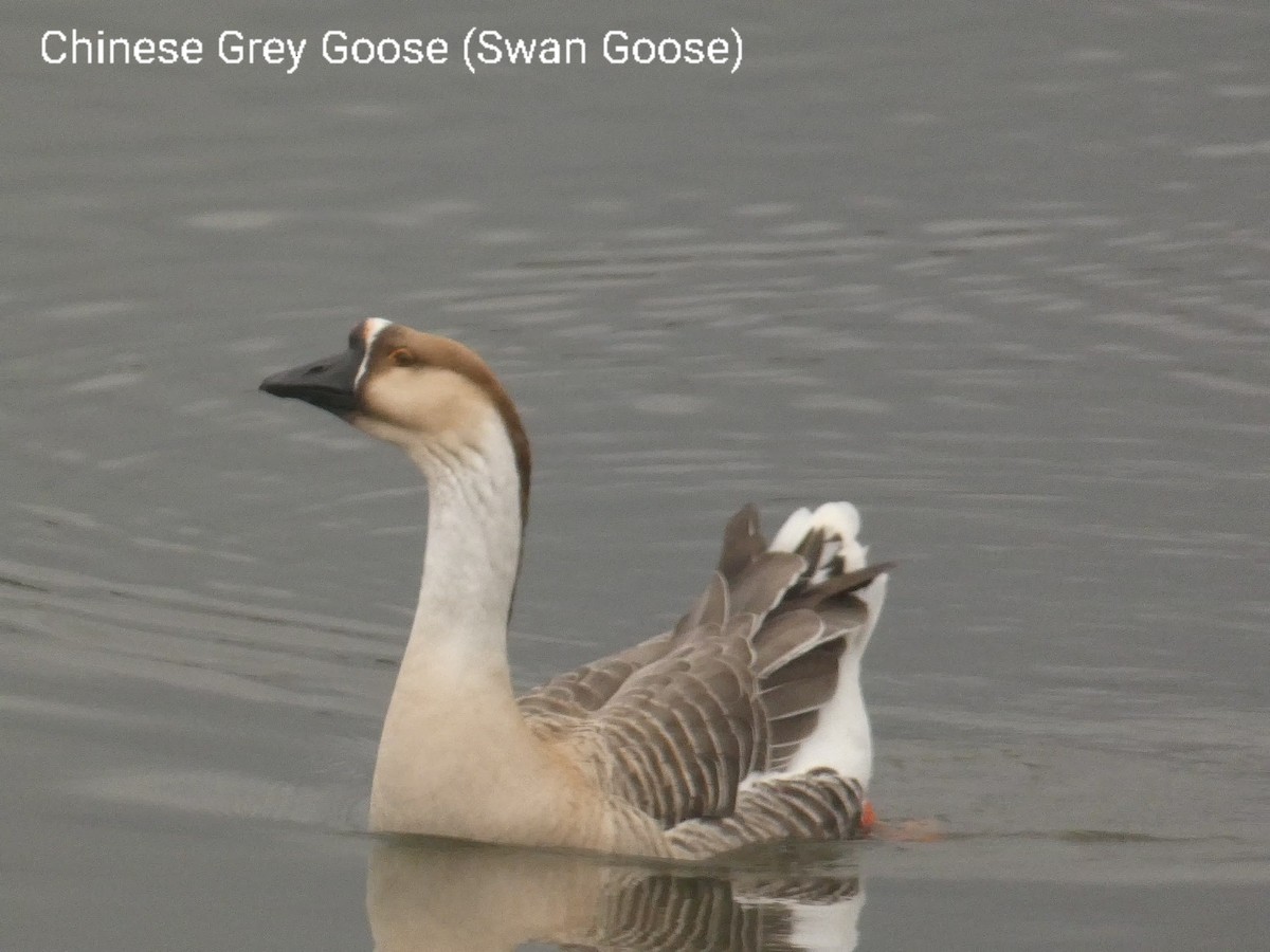 Graylag x Swan Goose (hybrid) - ML498955651