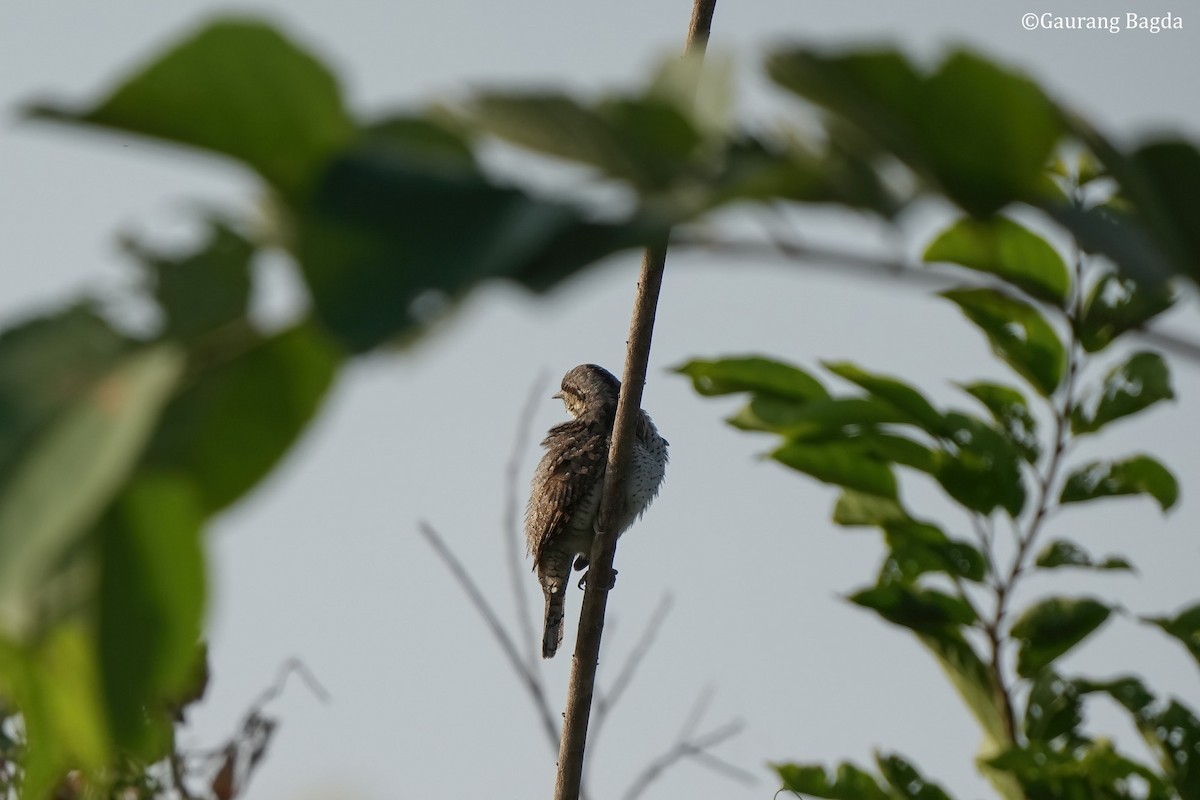 Eurasian Wryneck - ML498956371