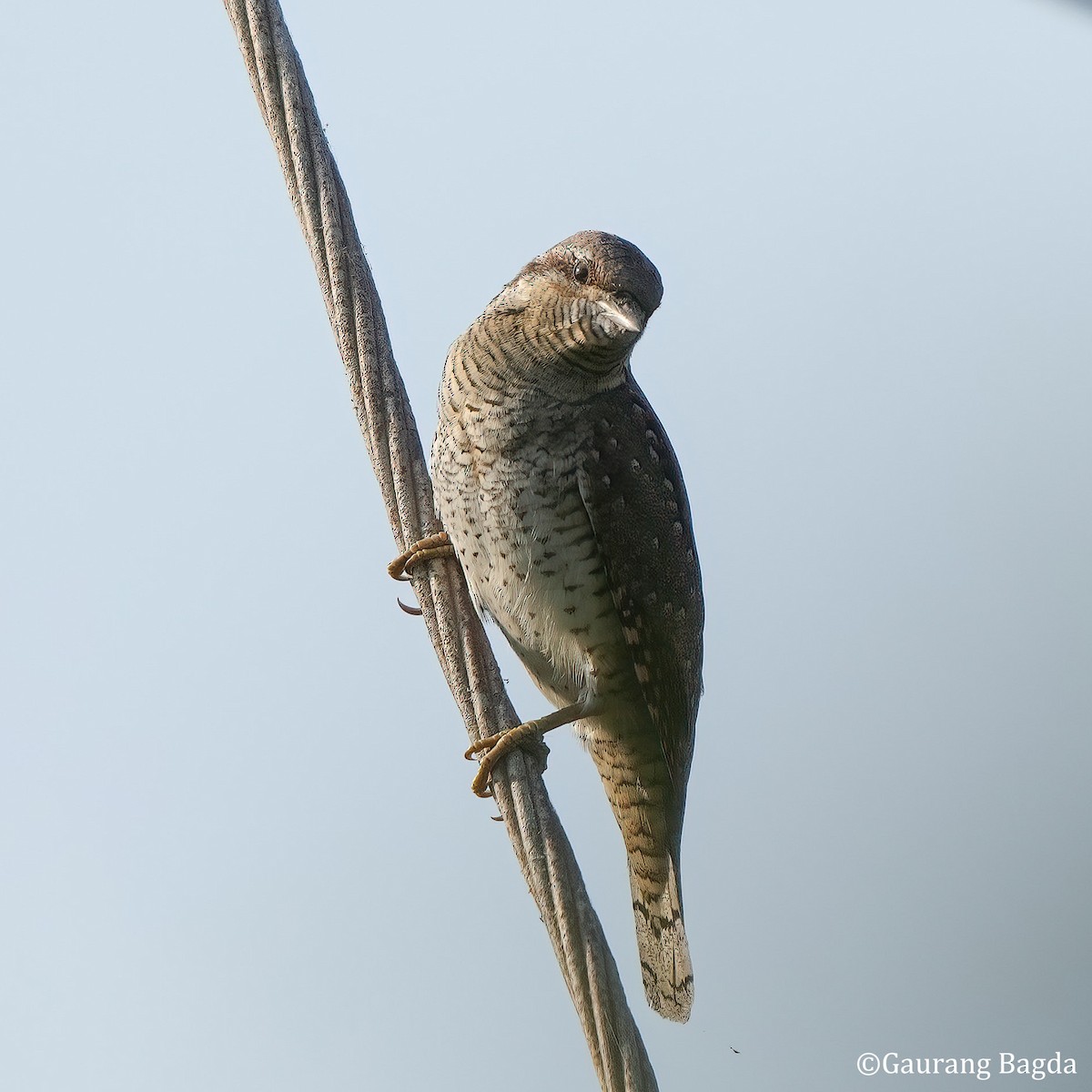 Eurasian Wryneck - ML498956381