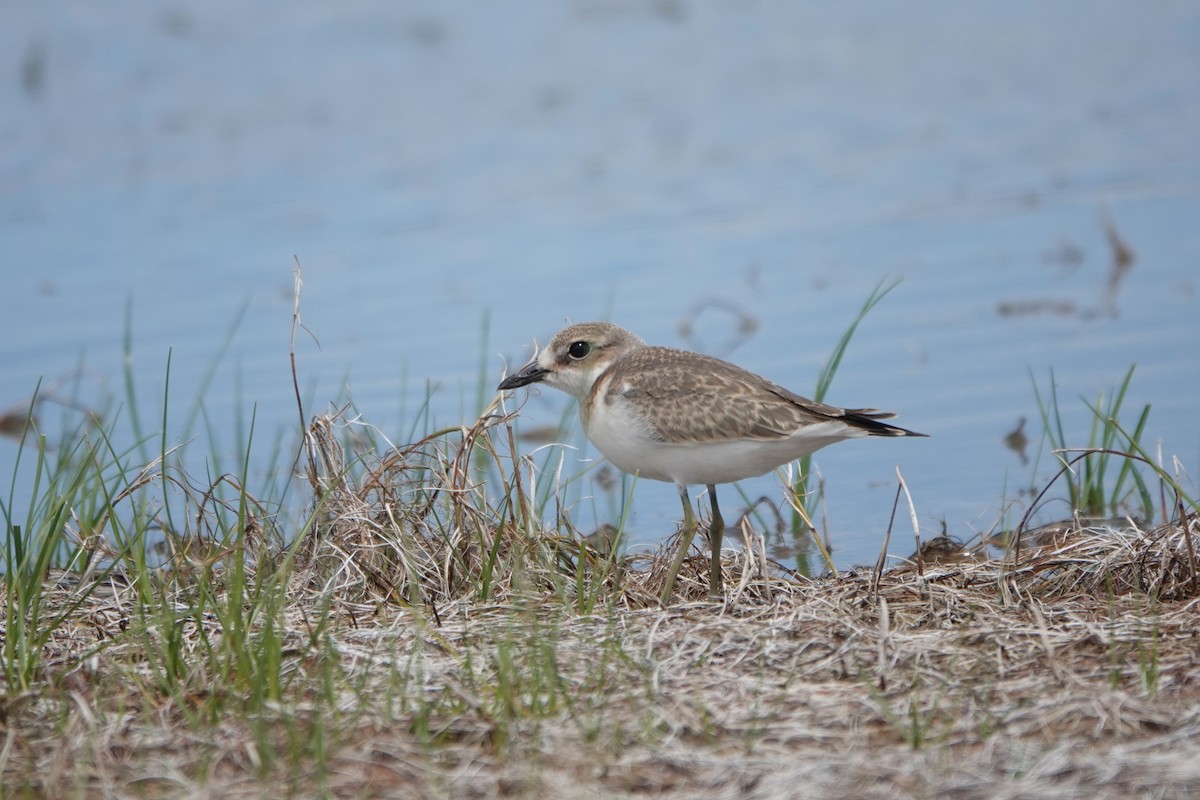 Greater Sand-Plover - Qiuhan Zhang