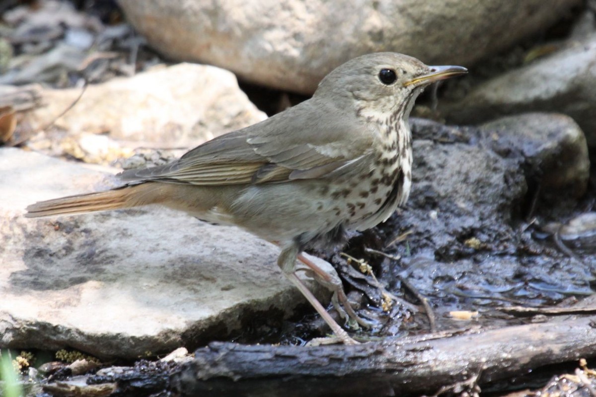 Hermit Thrush - ML498957731