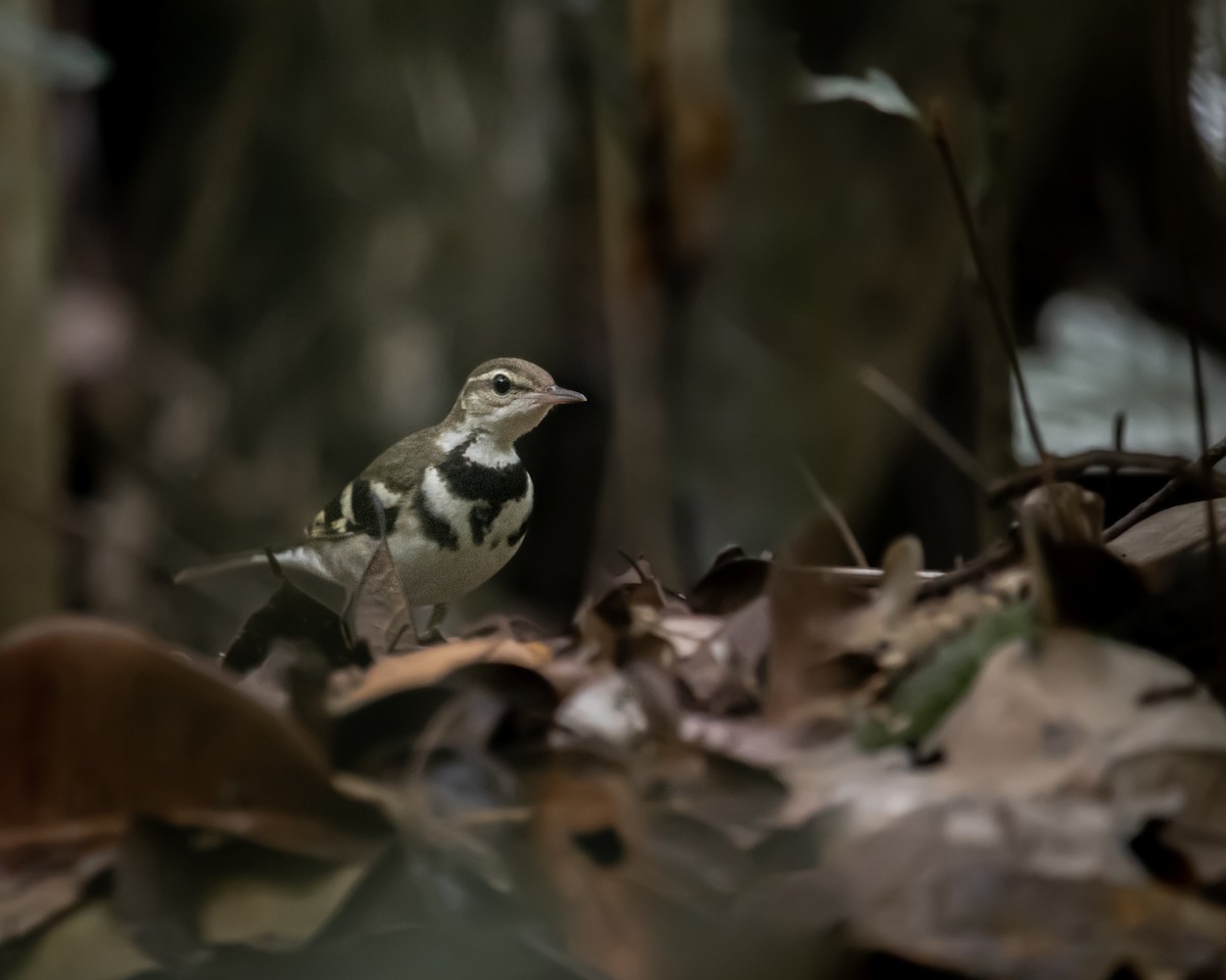 イワミセキレイ - ML498957741