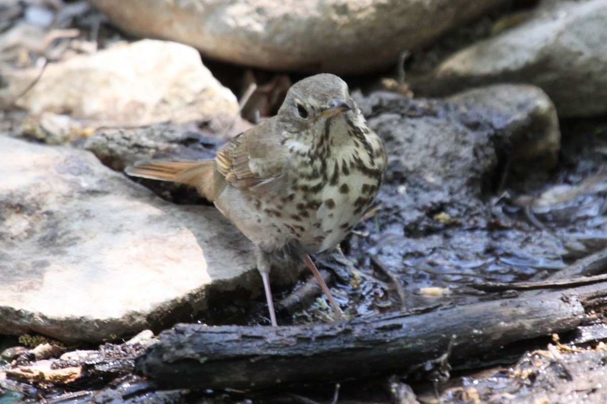 Hermit Thrush - ML498957761