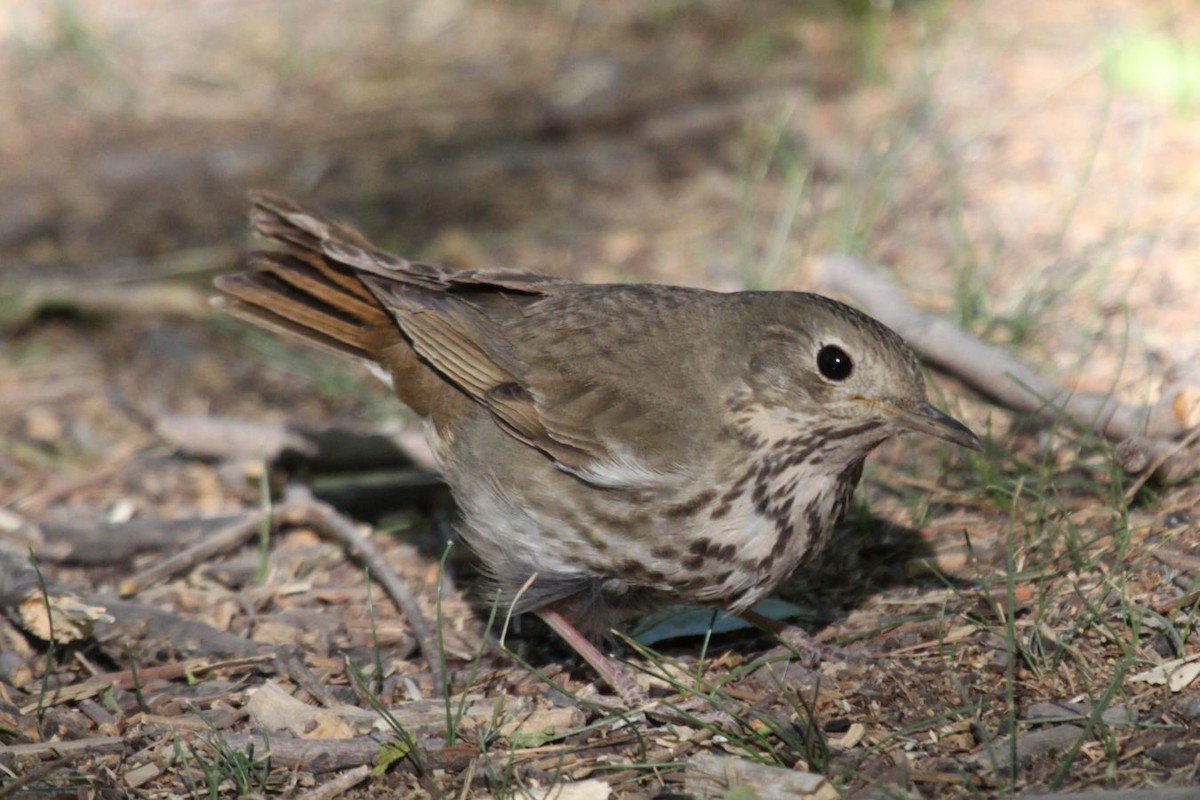 Hermit Thrush - ML498957901